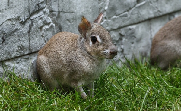 Крохотные чакоанские мары зарылись в сено в Новосибирске