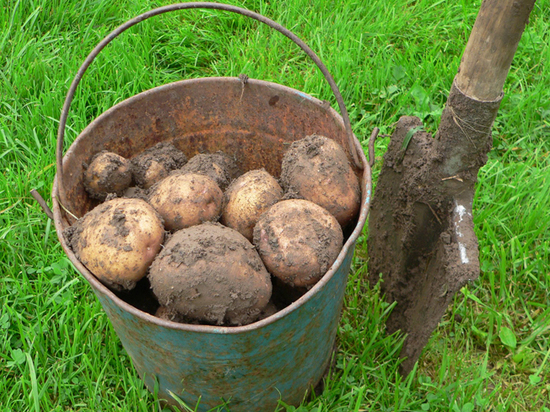 Подгон Минтруда: МРОТ повысили до роста стоимости картошки