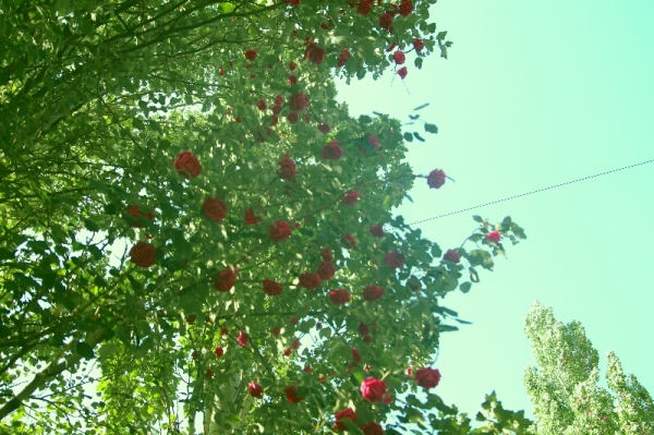 Омская &laquo;Флора&raquo; заговорила по-китайски