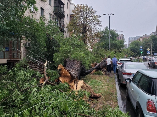 В Ростове из-за разбушевавшейся стихии упало почти 30 деревьев