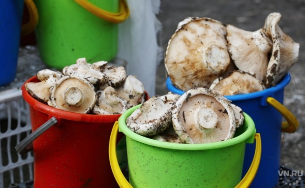 Соленые грузди на зиму горячим способом