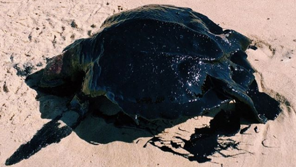 Десятки бразильских пляжей залиты нефтью неизвестного происхождения