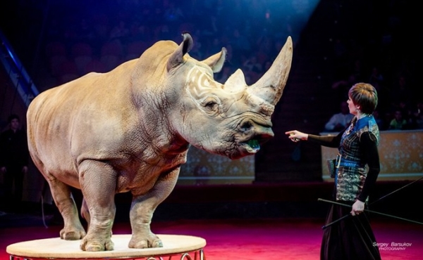 Новосибирский цирк представляет новое &laquo;Белое шоу&raquo;