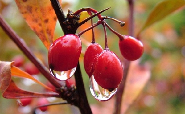 Погода 28 октября – 3 ноября в Новосибирске: дожди и +10°С