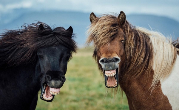 Нижегородец из многоэтажки больше года мучает соседей конским ржанием