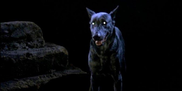 В Астрахани таинственный зверь напугал жителей одного из районов