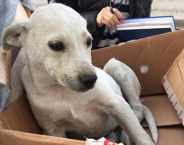 В Симферополе водителя сурово наказали за сбитую собаку