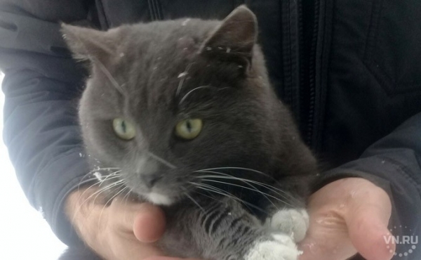 Кот-кочегар ищет квартиру в Новосибирской области