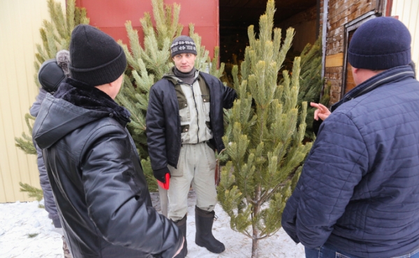 Цены на новогодние елки не меняются шесть лет в Новосибирске
