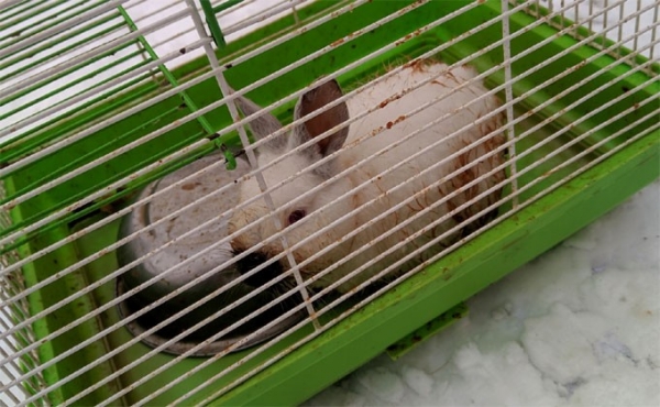 Бессердечный новосибирец выбросил кролика в мороз на помойку