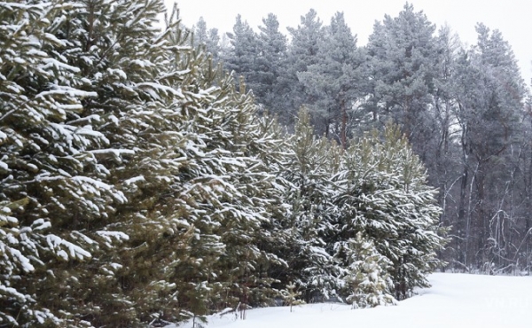 Цены на новогодние елки не меняются шесть лет в Новосибирске