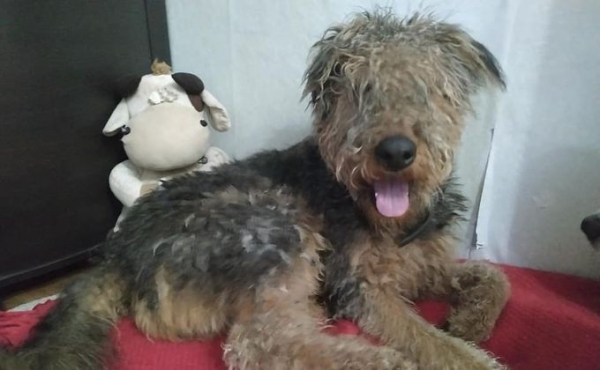 &laquo;Сбежал за сукой&raquo;: эрделя нашли на Шлюзе по особой метке