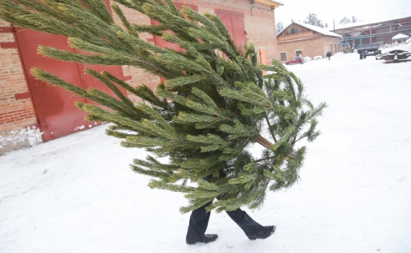 Цены на новогодние елки не меняются шесть лет в Новосибирске