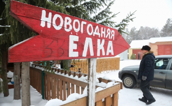 Цены на новогодние елки не меняются шесть лет в Новосибирске