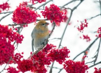Потепление придет в Новосибирск на следующей неделе