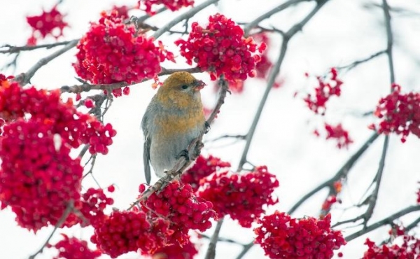 Потепление придет в Новосибирск на следующей неделе