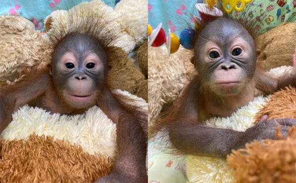 Дочку новосибирских орангутанов впервые показали публике