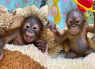 Дочку новосибирских орангутанов впервые показали публике