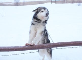 В Самарской области стартовали гонки на собачьих упряжках «Волга Квест»