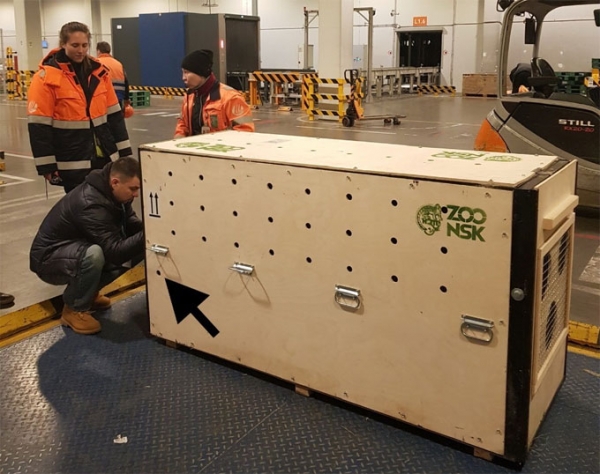 Молодую тигрицу из Новосибирска увезли в жаркие Арабские Эмираты