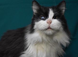 Одноглазому коту со сложной судьбой просят помочь новосибирцы