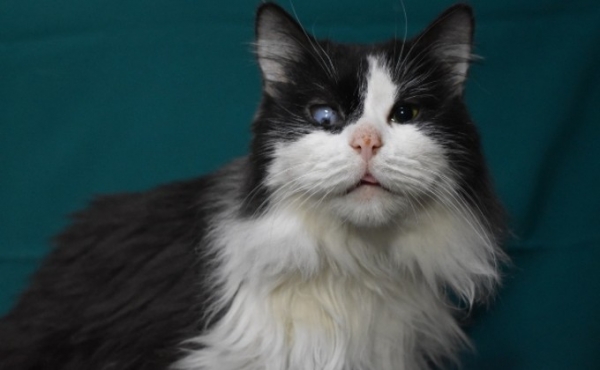 Одноглазому коту со сложной судьбой просят помочь новосибирцы   