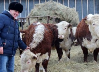 Быки-великаны из Усть-Тарки покоряют интернет