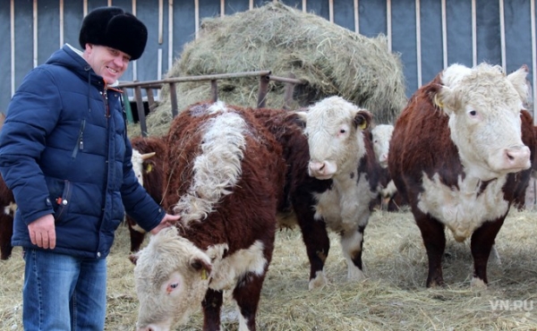 Быки-великаны из Усть-Тарки покоряют интернет