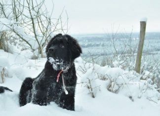 Большую испуганную собаку выманили с острова спасатели