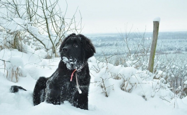 Большую испуганную собаку выманили с острова спасатели