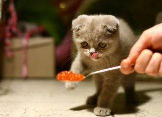 Пармезан, икра и креветки — меню самых избалованных котиков