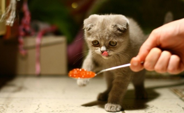 Пармезан, икра и креветки - меню самых избалованных котиков