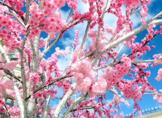 Синоптики заявили об аномально теплом марте по всей России