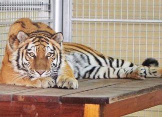 Молодую тигрицу из Новосибирска увезли в жаркие Арабские Эмираты