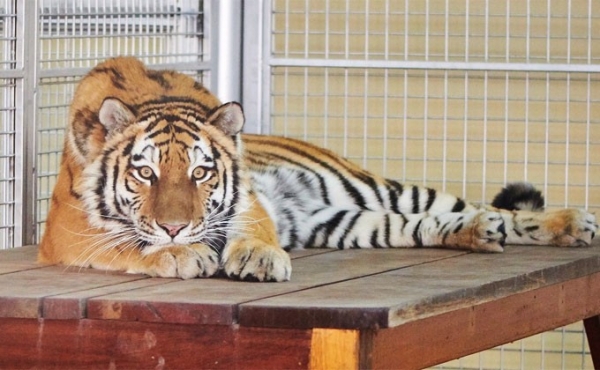 Молодую тигрицу из Новосибирска увезли в жаркие Арабские Эмираты