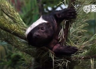 Медоед готов сразиться со львом и леопардом в Новосибирском зоопарке