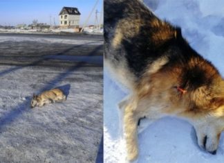 Трупы собак на улицах шокировали жителей Барабинска