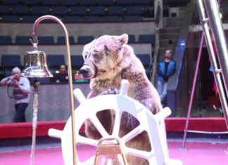 Рекордсмены Книги Гиннеса покажут уникальный трюк в Новосибирском цирке