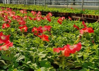 В 2020 г. в Самаре высадят 1 млн цветов