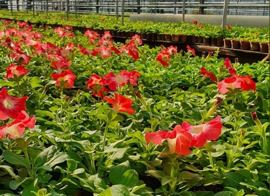 В 2020 г. в Самаре высадят 1 млн цветов