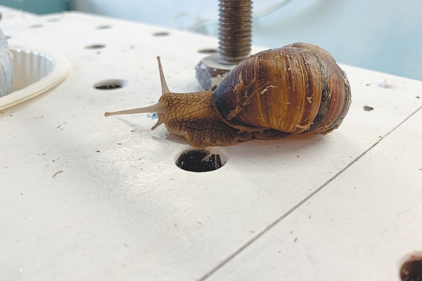 Ученый поведал о новом открытии: способность помнить передается через кровь