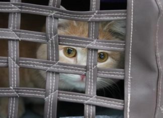 Кот в законе – тюремные котики в «почете и уважухе»