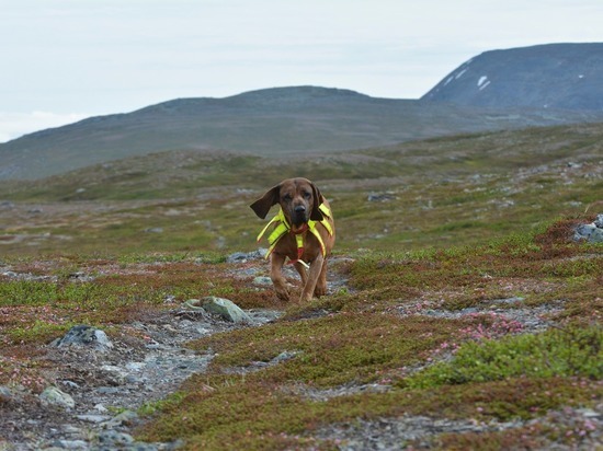 В Британии обучат собак выявлять больных коронавирусом