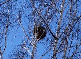 Енот на березе взволновал бердчан