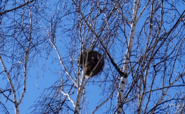 Енот на березе взволновал бердчан