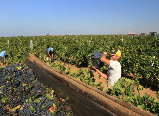 Оторвали гроздь: как инвесторы из Татарстана запнулись о «Магарач»