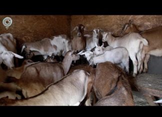 Коз из Швейцарии и ЮАР скрестили новосибирские селекционеры