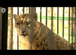 Зоопарк выпускает зверей на улицу в Новосибирске