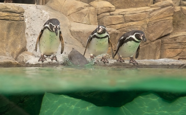 Что воруют пингвины в Новосибирском зоопарке