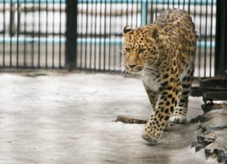 Зоопарк на карантине – чем кормят животных